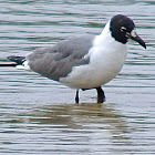 Laughing Gull