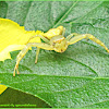 Thomisus Crab Spider