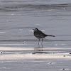 Pied Wagtail