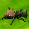 Weevil