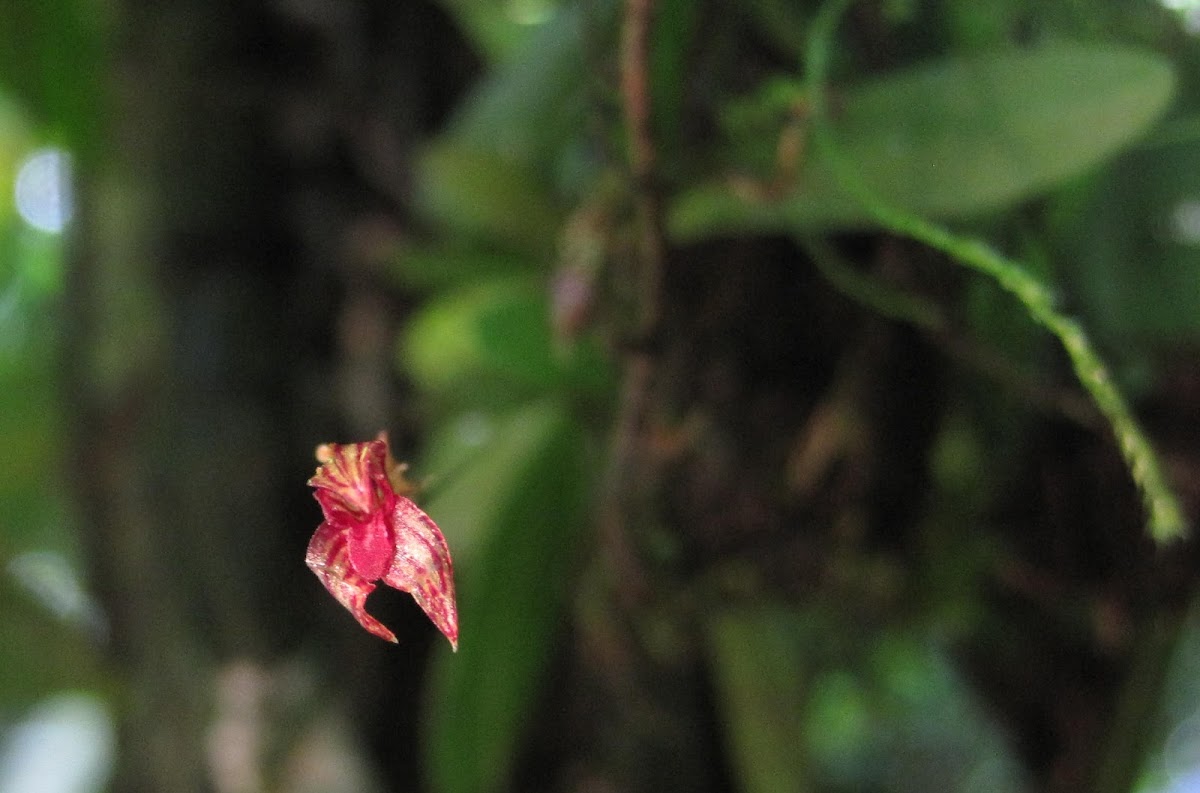 Orquidea epifita