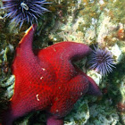 Bat Star and Purple Sea Urchin