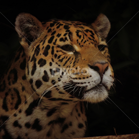 Jaguar by Jackson Visser - Animals Lions, Tigers & Big Cats