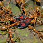 weaver ants (and prey)