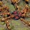 weaver ants (and prey)