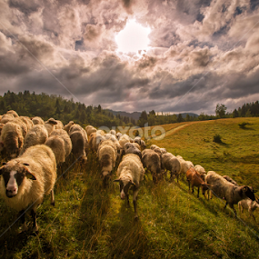 A flock of sheep in the summer by Stanislav Horacek - Landscapes Prairies, Meadows & Fields