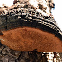 Paw haustoria fungi