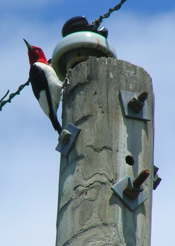 Red-headed woodpecker