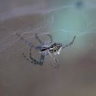 Indian Tent Web Spider
