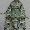 Laudable Arches Moth