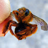Golden-haired Mortar Bee