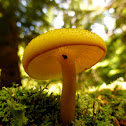 Pholiota Mushroom