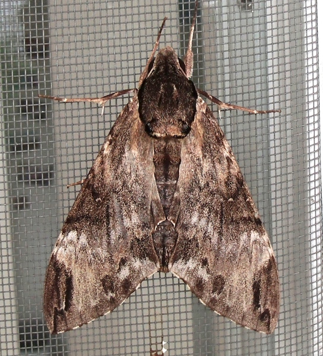 Gray Hawk Moth