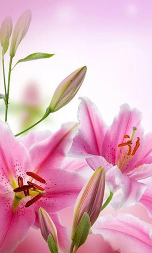 Pink Flowers Live Wallpaper