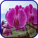 Orchid Wallpaper mobile app icon