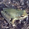 Southern brown tree frog