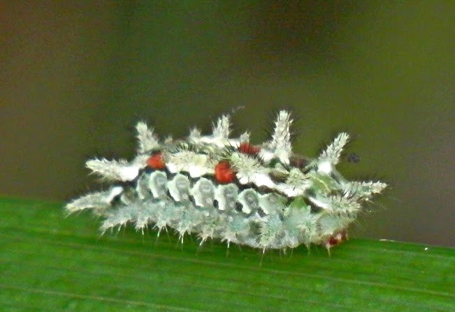 Spiny Oak-Slug Moth Caterpillar + Video
