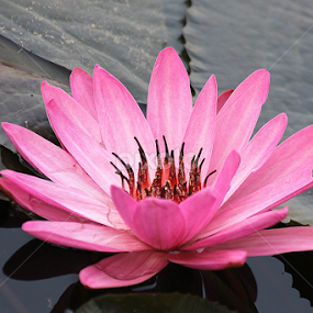 water lily  by তিত কুটি - Flowers Single Flower