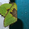 Rose Myrtle Lappet moth