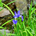 Wild Flag Iris
