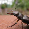 American/Elephant Stag Beetle