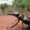 American/Elephant Stag Beetle