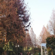 菁芳園 Tenway Garden／花園餐廳／落羽松