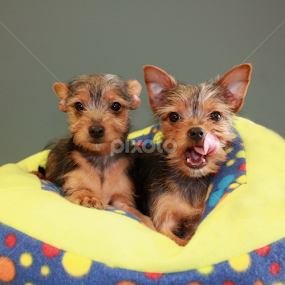 Two Yorkie puppies by Sharon Scholtes - Animals - Dogs Puppies