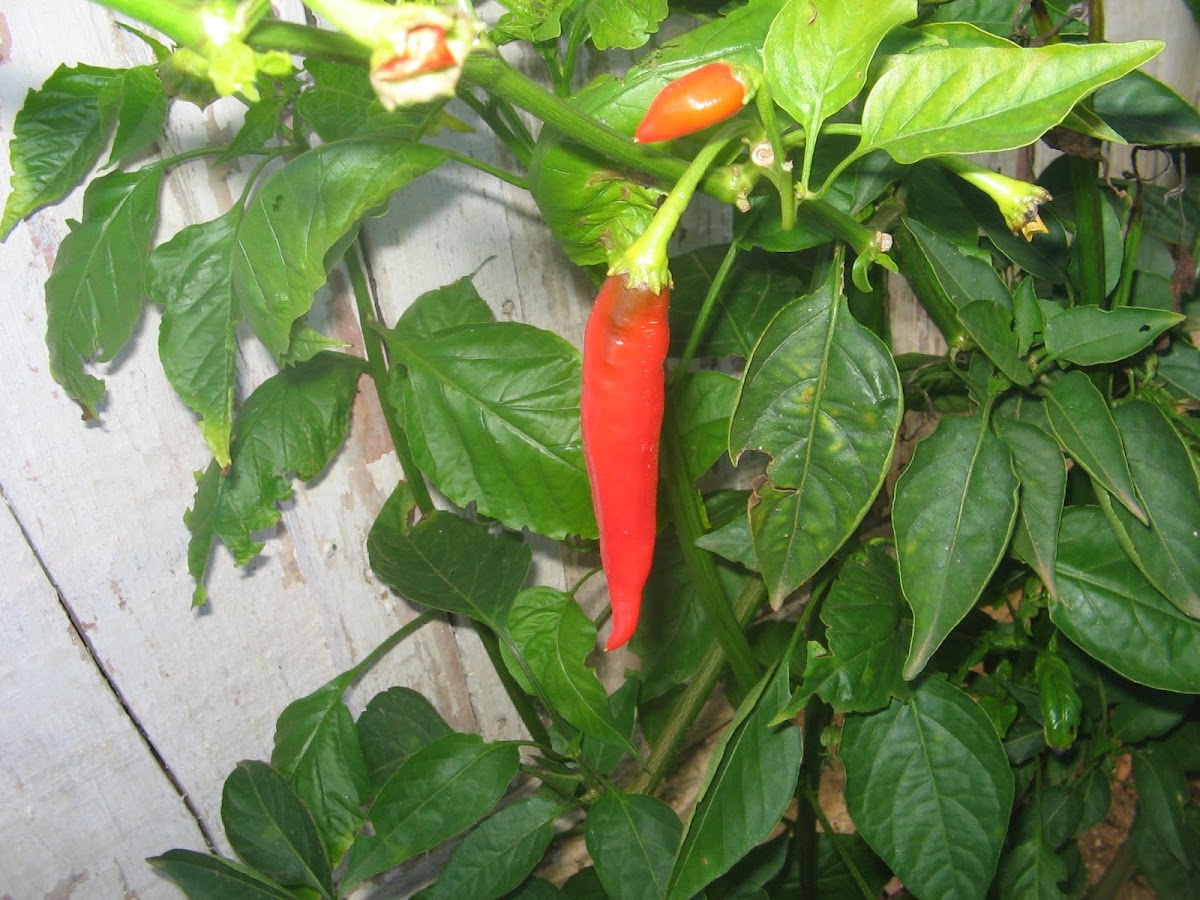 Red Chili Pepper (Pimenta vermelha)