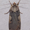 Dart Moth
