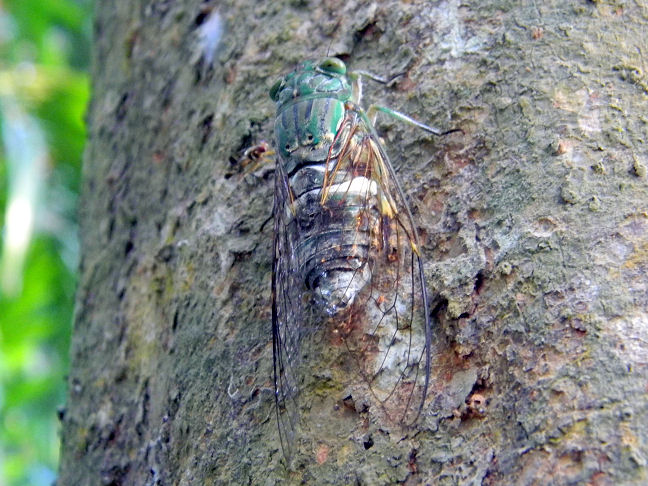 singing cicada
