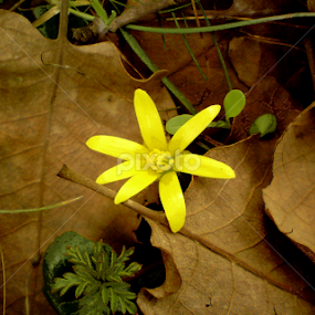 Yellow Life Begining by Ershad Ghaderi - Flowers Flowers in the Wild