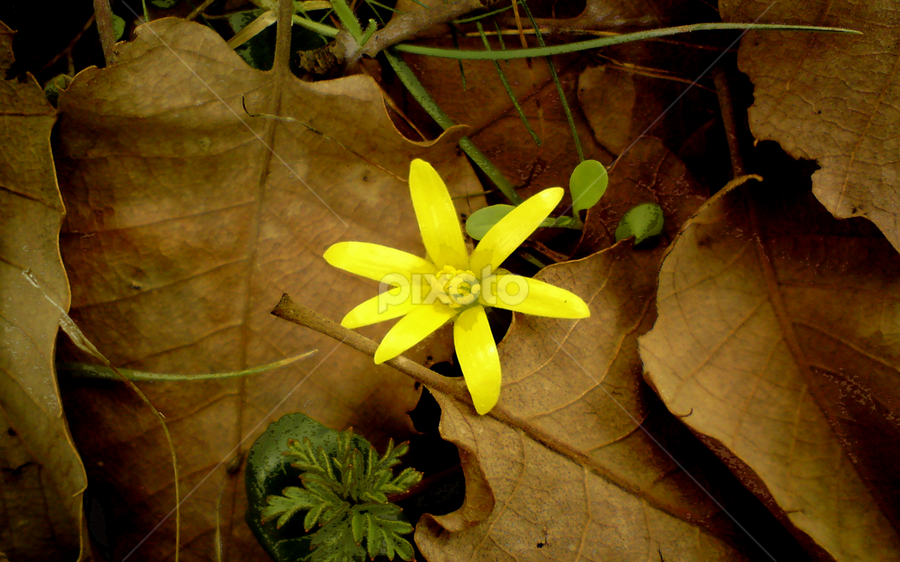 Yellow Life Begining by Ershad Ghaderi - Flowers Flowers in the Wild
