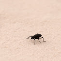 Pincate Beetle