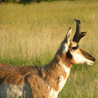 Pronghorn