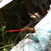 Striped meadowhawk dragonfly