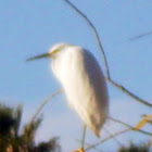 Snowy Egret