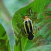 Four-Lined Plant Bug