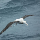 Wandering Albatross