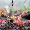 Common Sundew