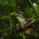 Günther's whipping frog/Montane hour-glass tree-frog