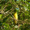 Canario da terra (Safron finch, earth canary)
