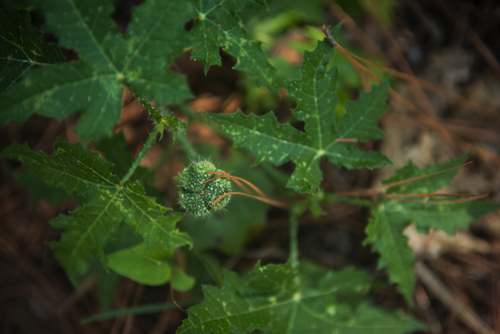 spurge nettle (bull nettle)