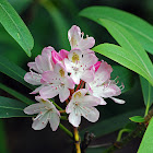 Rosebay Rhododendron