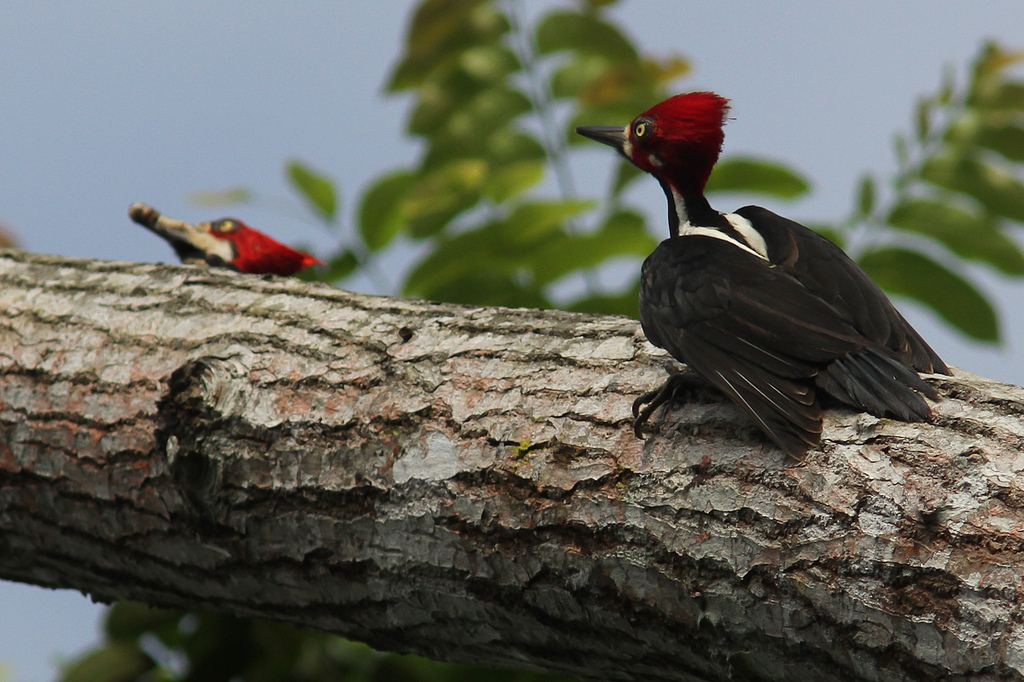 Crimson-Crested Woodpecker