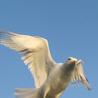 E.Herring Gull(gaivota Argentea)