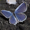 Eastern tailed Blue