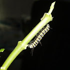 Queen Butterfly caterpillar, Danaus gilippus