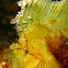 Leaf Scorpion Fish