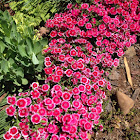 Dianthus